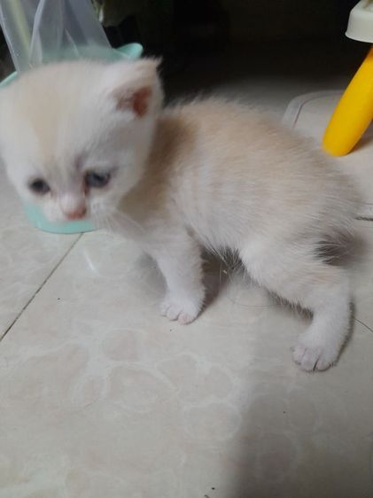 ค่วน  ลูกแนวสวยๆๆครับท่านใดสนใจโทรมานะครับราคาเบาๆๆเริ่มต้น1000 ------4500 รูปที่ 11