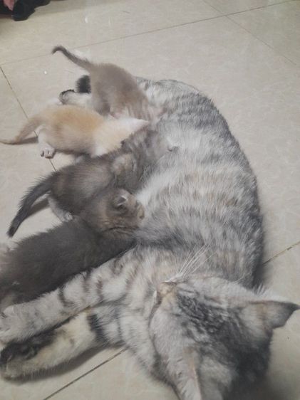 ค่วน  ลูกแนวสวยๆๆครับท่านใดสนใจโทรมานะครับราคาเบาๆๆเริ่มต้น1000 ------4500 รูปที่ 7