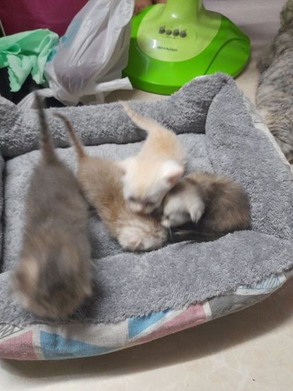 ค่วน  ลูกแนวสวยๆๆครับท่านใดสนใจโทรมานะครับราคาเบาๆๆเริ่มต้น1000 ------4500 รูปที่ 16