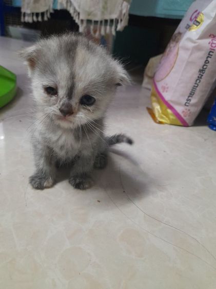 ค่วน  ลูกแนวสวยๆๆครับท่านใดสนใจโทรมานะครับราคาเบาๆๆเริ่มต้น1000 ------4500 รูปที่ 9