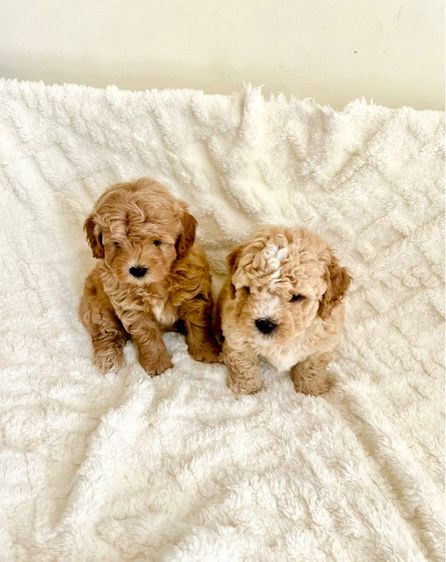 พุดเดิ้ล (Poodle) เล็ก หนุ่มพุดเดิ้ลตัวสุดท้าย