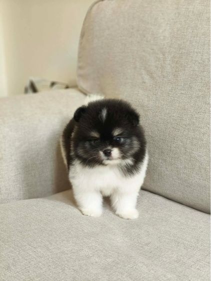 ดช. แมคม่า  รูปที่ 6