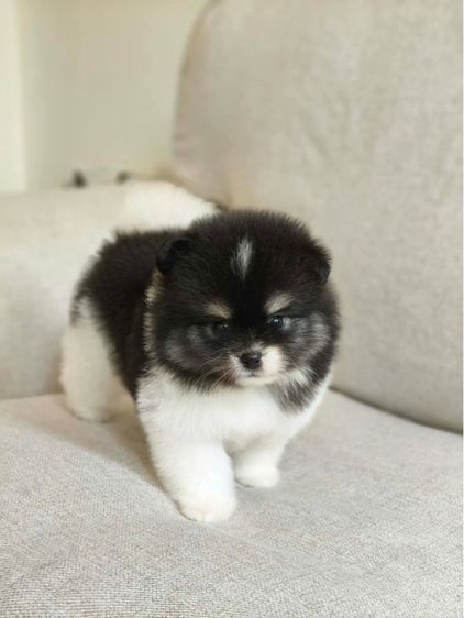 ดช. แมคม่า  รูปที่ 3