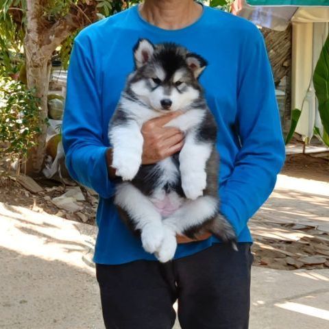 ไซบีเรียน ฮัสกี้ (Siberian Husky) เล็ก ลูกสุนัขไซบีเรียนฮัสกี้ วูลลี่โค้ท