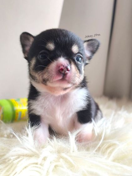 ชิวาวา (Chihuahua) เล็ก ❌ ติดจอง ❌ ชิวาวาแท้