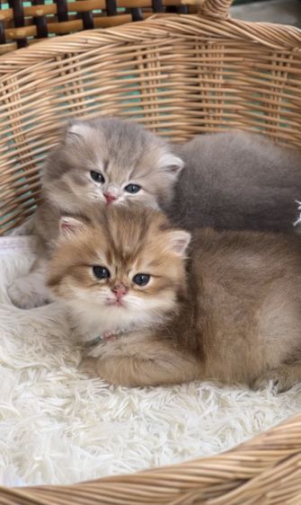 แมวบริติช ญ ช รูปที่ 4