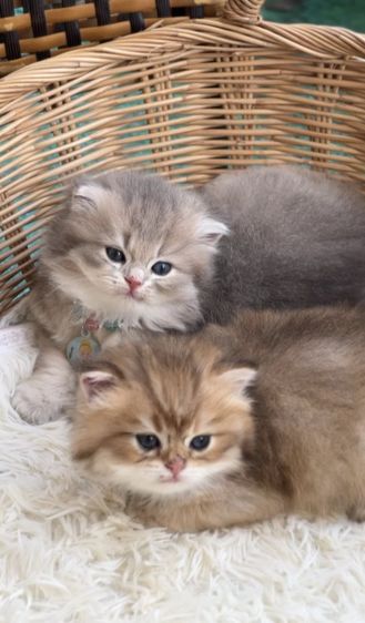 แมวบริติช ญ ช รูปที่ 5