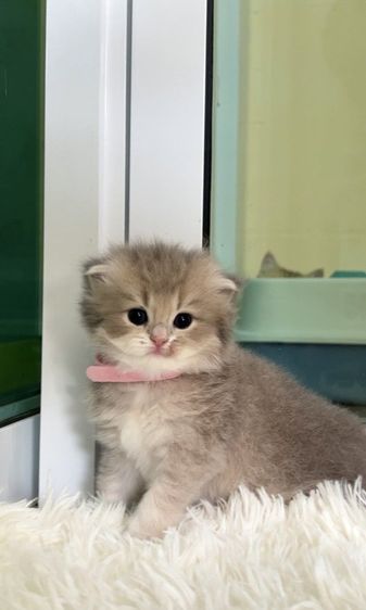 แมวบริติช ญ ช รูปที่ 2