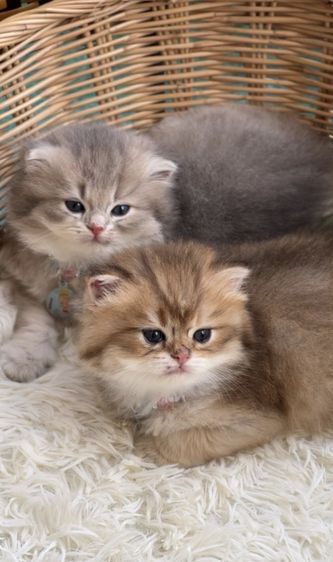 แมวบริติช ญ ช