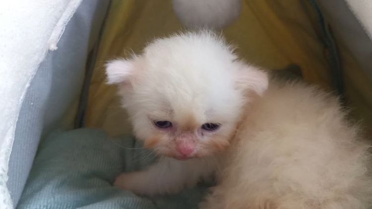 สก็อตติช โฟลด์ (Scottish Fold) สก็อตติช เปอร์เซีย เพศผู้