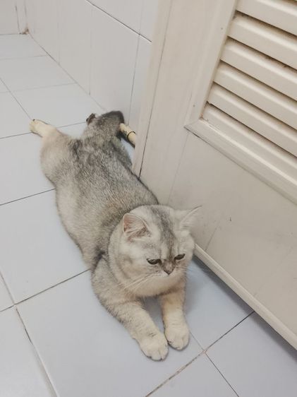 บริติช ชอร์ตแฮร์ (British Shorthair) บริติช ญ 
