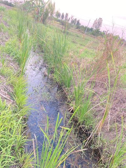 ที่ดิน 2 ไร่ 2 งาส รูปที่ 2