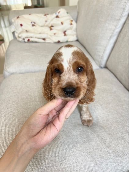 อิงลิชคอกเกอร์ รูปที่ 4