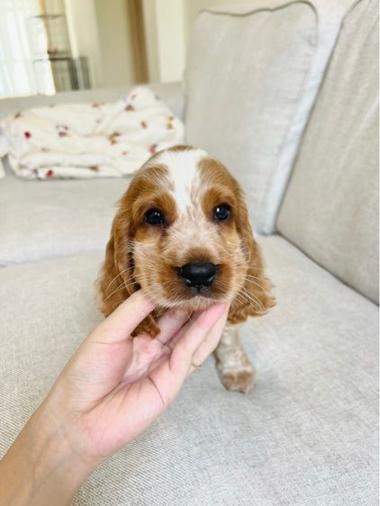 อิงลิชคอกเกอร์ รูปที่ 2