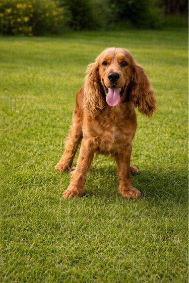 อิงลิชคอกเกอร์ รูปที่ 6