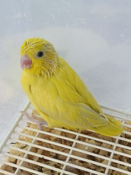 นกแก้วจิ๋วฟอพัส วัยหัดแทะ รูปที่ 2