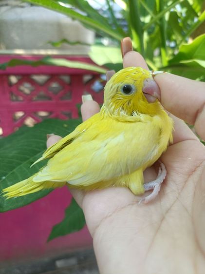นกแก้วจิ๋วฟอพัส วัยหัดแทะ รูปที่ 5