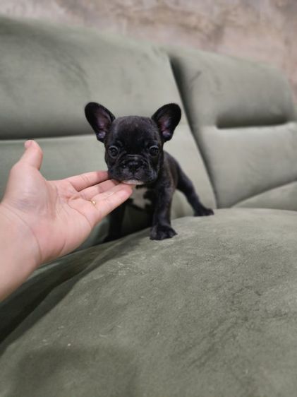 ขายเฟรนช์บูลด็อก รูปที่ 6