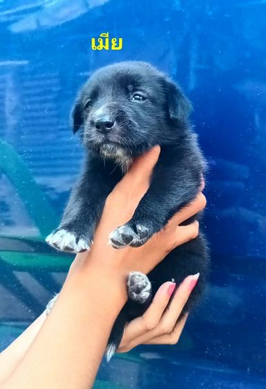 โกลเด้นท์ รูปที่ 14