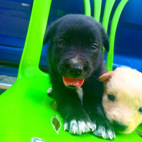 โกลเด้นท์ รูปที่ 18