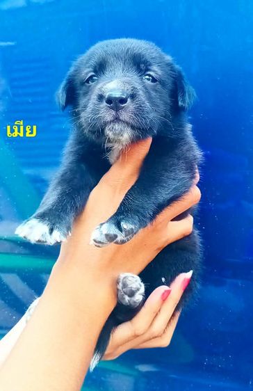 โกลเด้นท์ รูปที่ 16