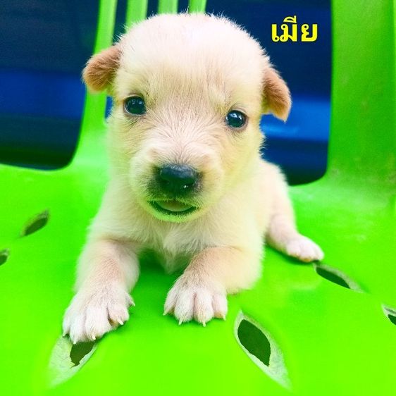 โกลเด้นท์ รูปที่ 12