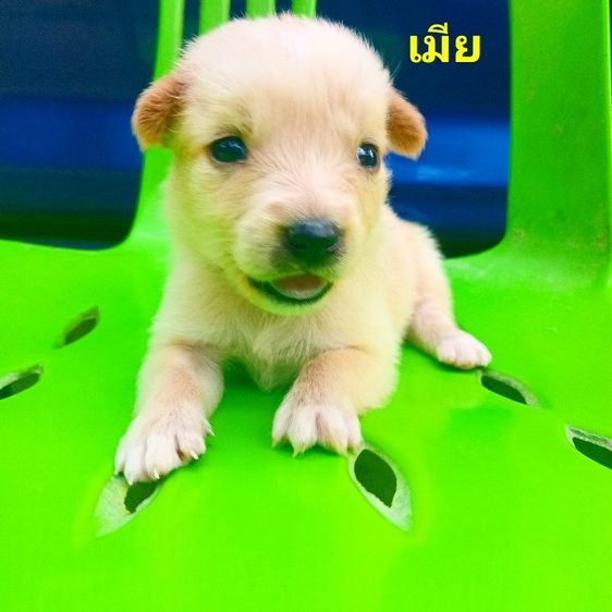 โกลเด้นท์ รูปที่ 11