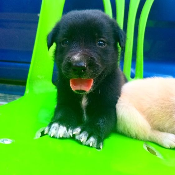 โกลเด้นท์ รูปที่ 15