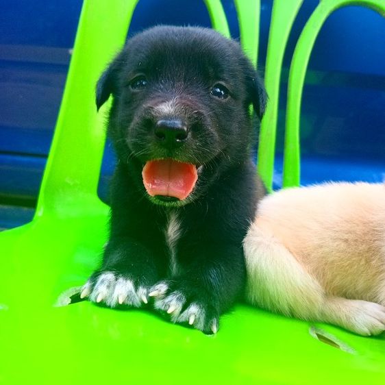 โกลเด้นท์ รูปที่ 17