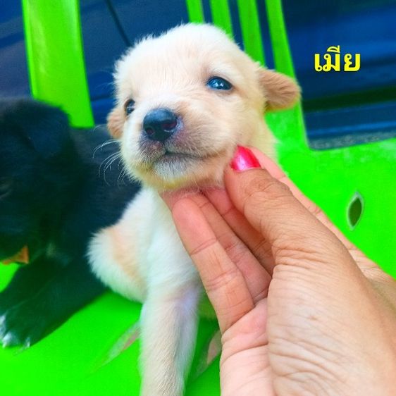 โกลเด้นท์ รูปที่ 10