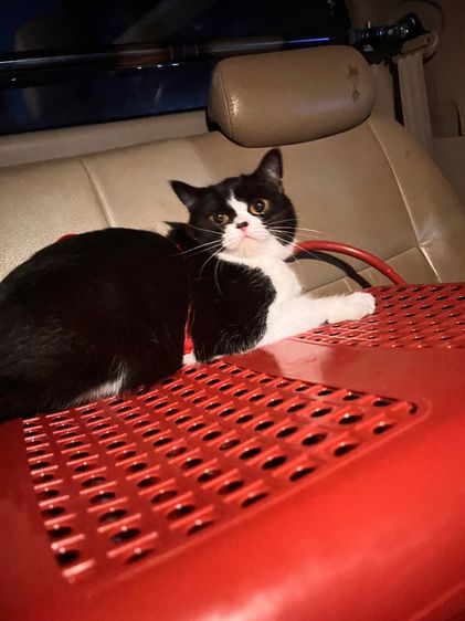 แมวสก็อตติช รูปที่ 9