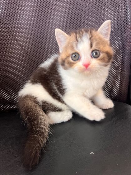 แมวสก็อตติช รูปที่ 7