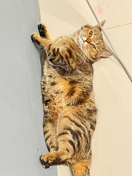 แมวสก็อตติช รูปที่ 8