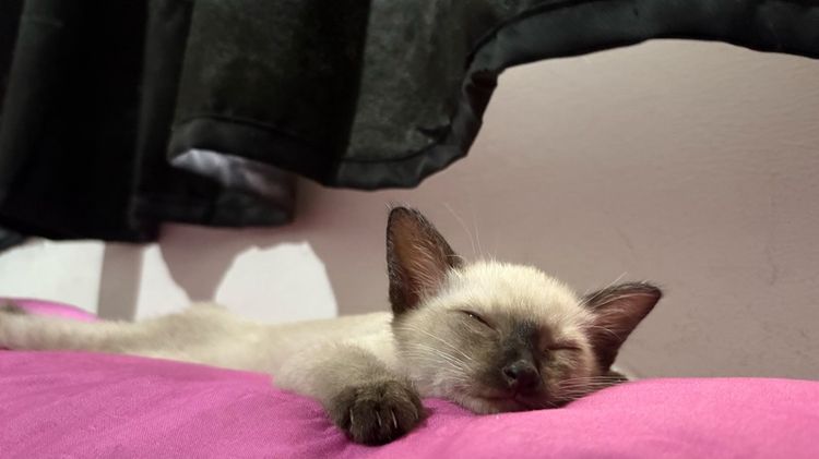 หาบ้านให้ลูกสาววิเชียรมาศ มีค่าสินสอดนะคะ รูปที่ 4