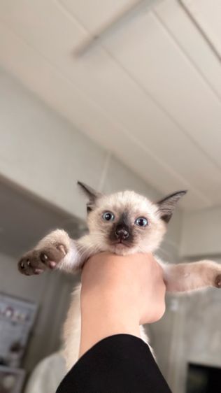 หาบ้านให้ลูกสาววิเชียรมาศ มีค่าสินสอดนะคะ รูปที่ 3