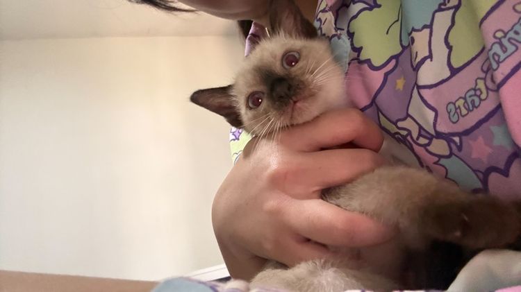 หาบ้านให้ลูกสาววิเชียรมาศ มีค่าสินสอดนะคะ รูปที่ 5