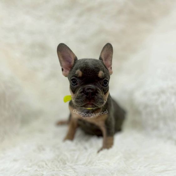 ลูกสุนัข รูปที่ 2