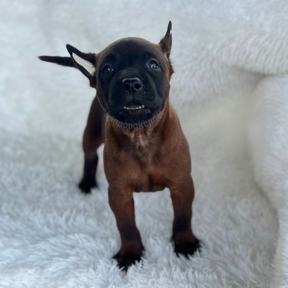 ลูกสุนัข