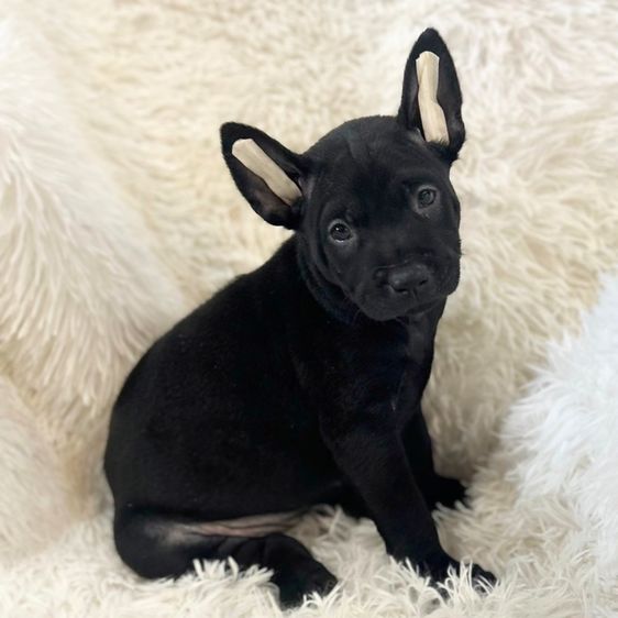 ลูกสุนัข รูปที่ 4