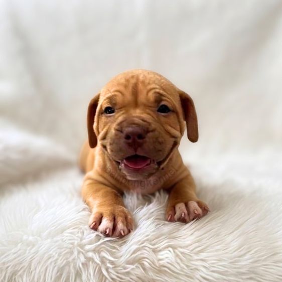 ลูกสุนัข รูปที่ 2