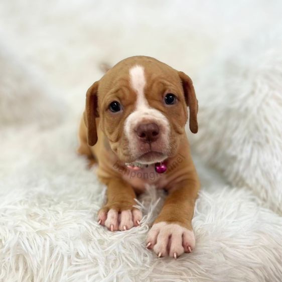 ลูกสุนัข