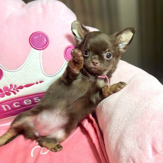 ลูกสุนัข