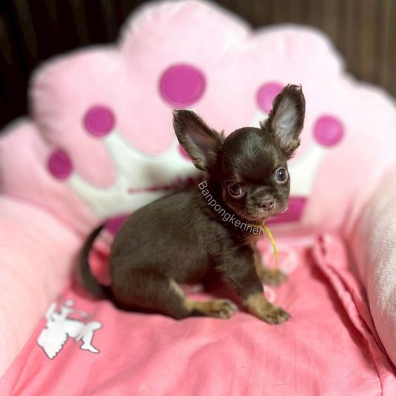ชิวาวา (Chihuahua) เล็ก ลูกสุนัข