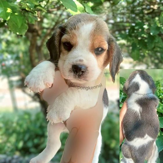 ลูกสุนัข รูปที่ 6