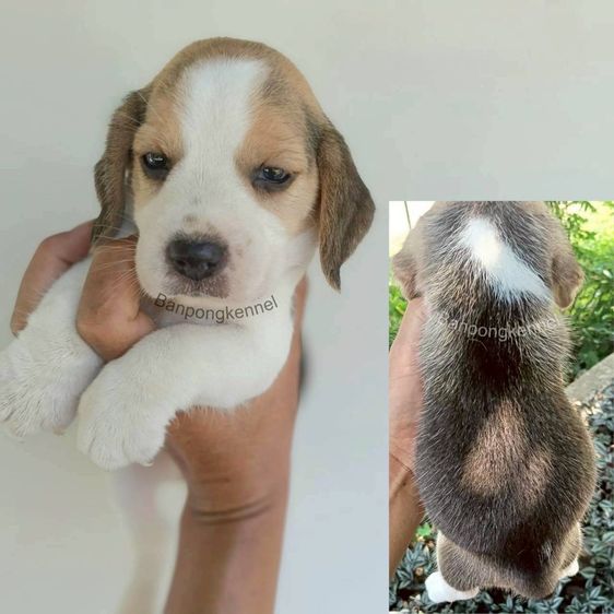 ลูกสุนัข รูปที่ 2
