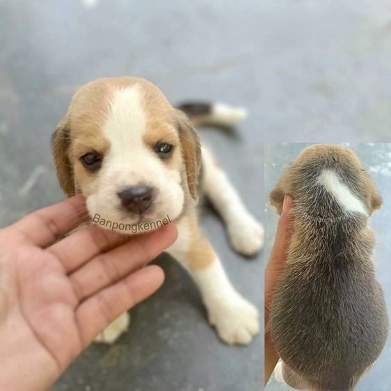 ลูกสุนัข รูปที่ 4