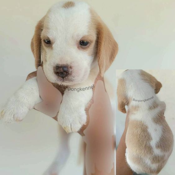 ลูกสุนัข รูปที่ 5