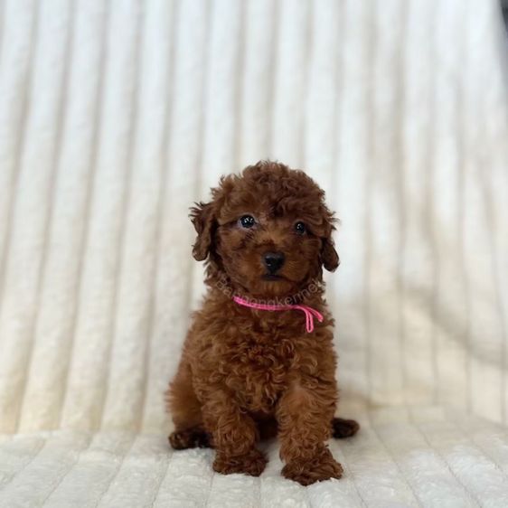 ลูกสุนัข รูปที่ 3