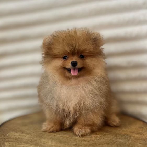 ลูกสุนัข รูปที่ 2