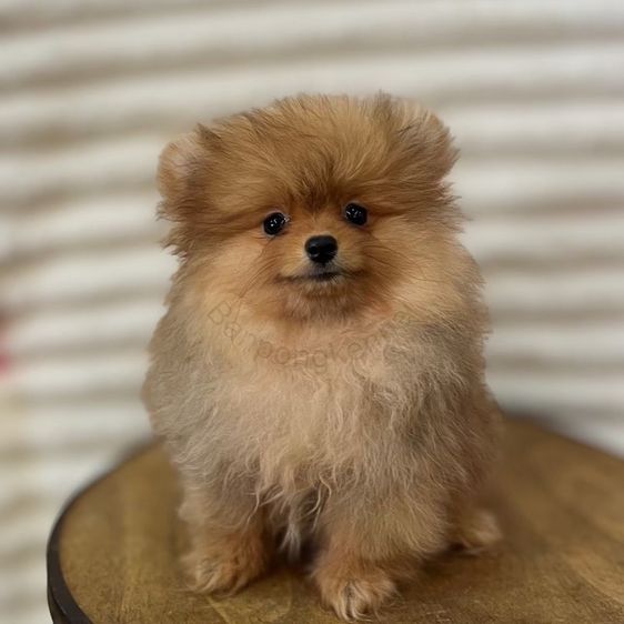 ลูกสุนัข รูปที่ 5